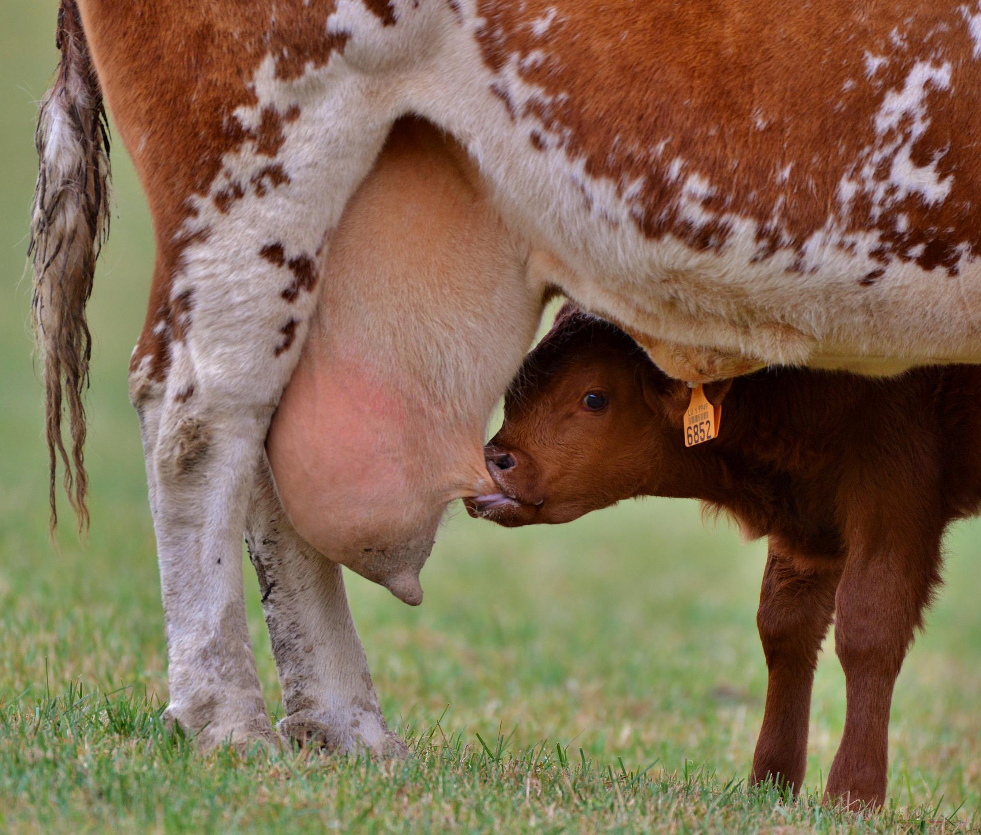 корова дает молоко фото