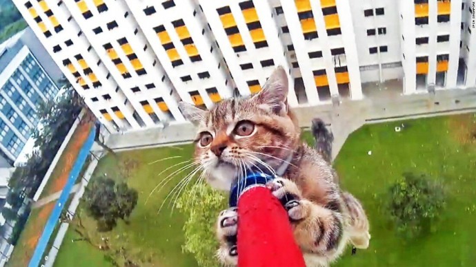 ​Как защитить кошку от падений с высоты