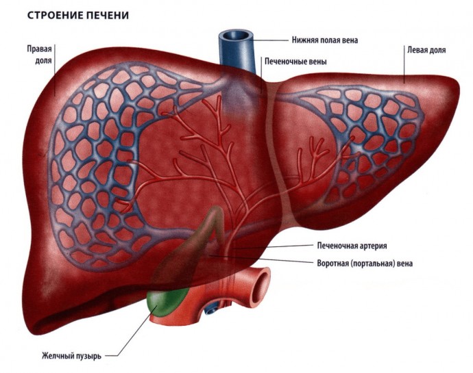 ​Скорая помощь для печени