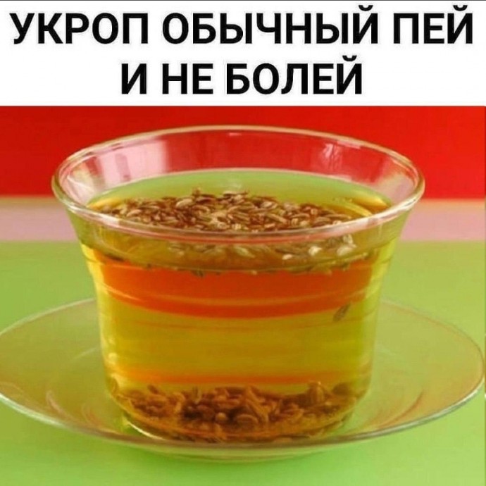 ​Укроп обычный пей и не болей