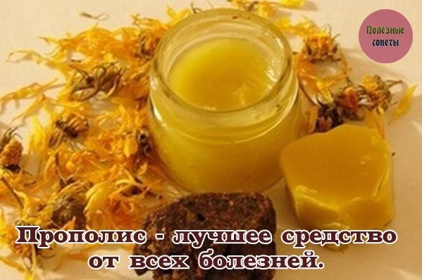 ​Прополис - лучшее средство от всех болезней