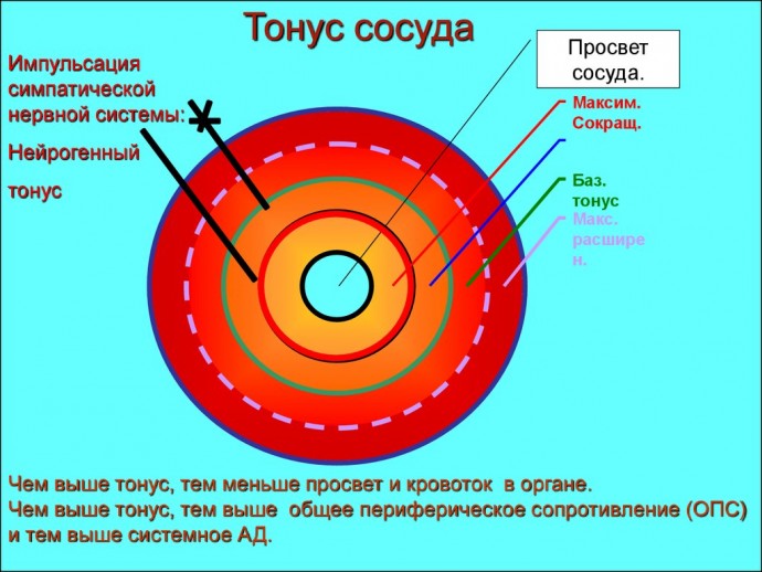 ​Улучшаем тонус сосудов