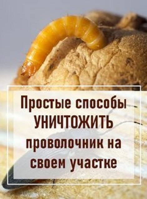 ​Как победить на садовом участке такое вредное насекомое, как проволочник