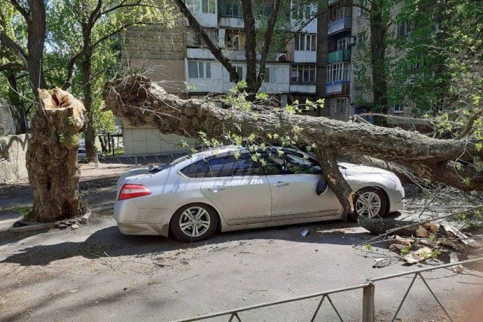 Если на машину упало дерево