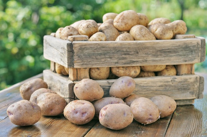 Хранить картофель дома нужно правильно