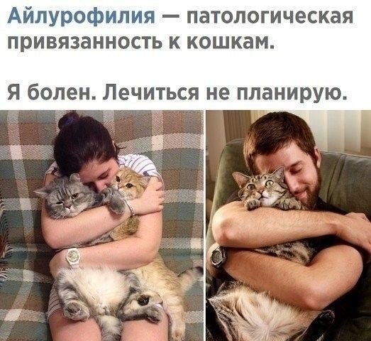 Правда ли, что кошки не привязываются к людям