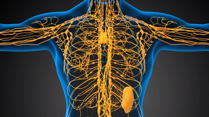 ​Что стоит знать о лимфе
