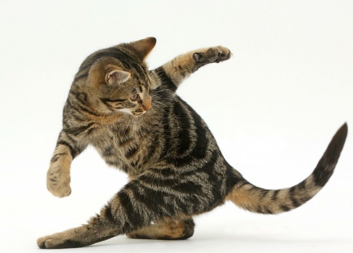 Почему кошка бегает за своим хвостом